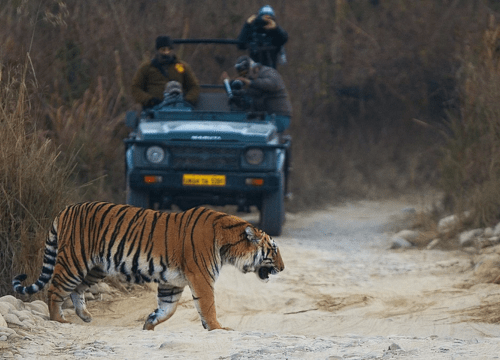 Jim Corbett National Park: Must Watch Out